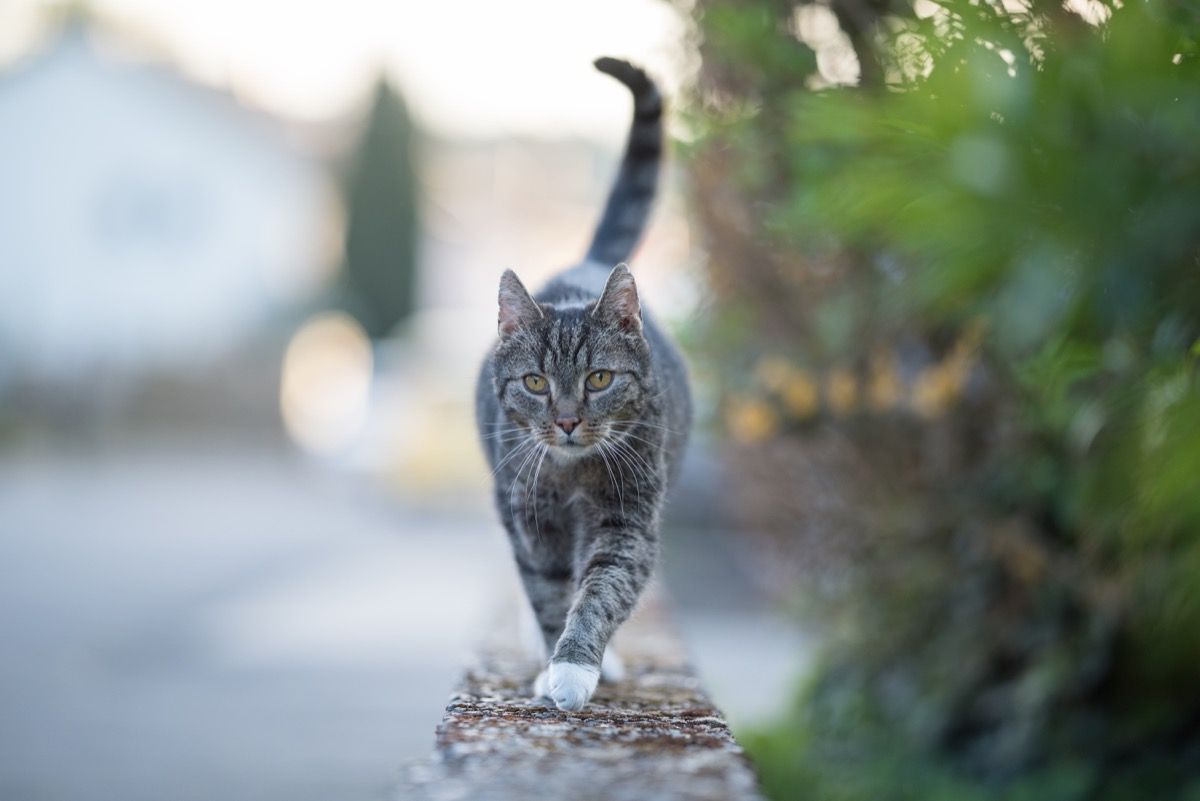 raidallinen kotimainen lyhytkarvainen kissa kävelemässä matalan seinämaalauksen yli katsellen kameraa uteliaasti
