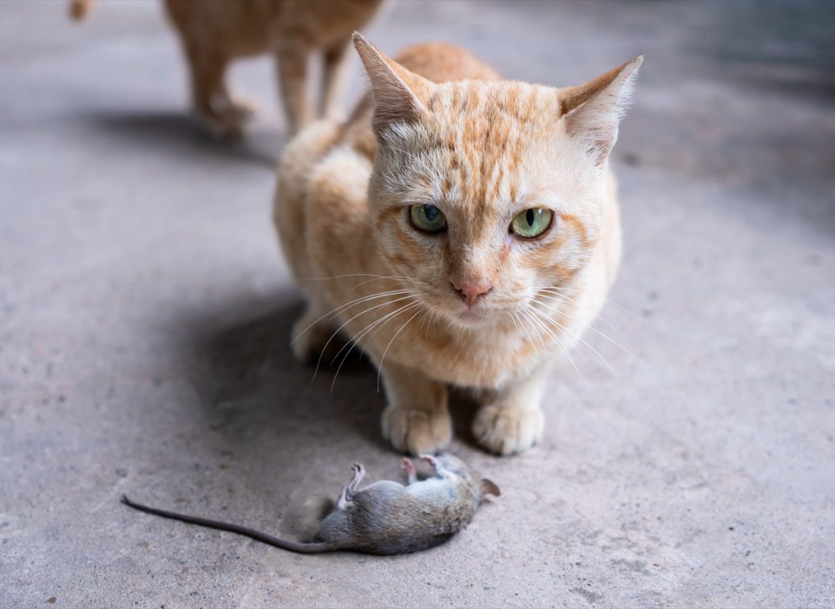 kissa metsästää hiirtä talossa.