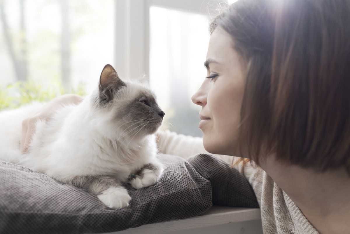 jauna moteris namuose glosto savo gražią katę šalia lango, naminių gyvūnėlių ir gyvenimo būdo sampratos