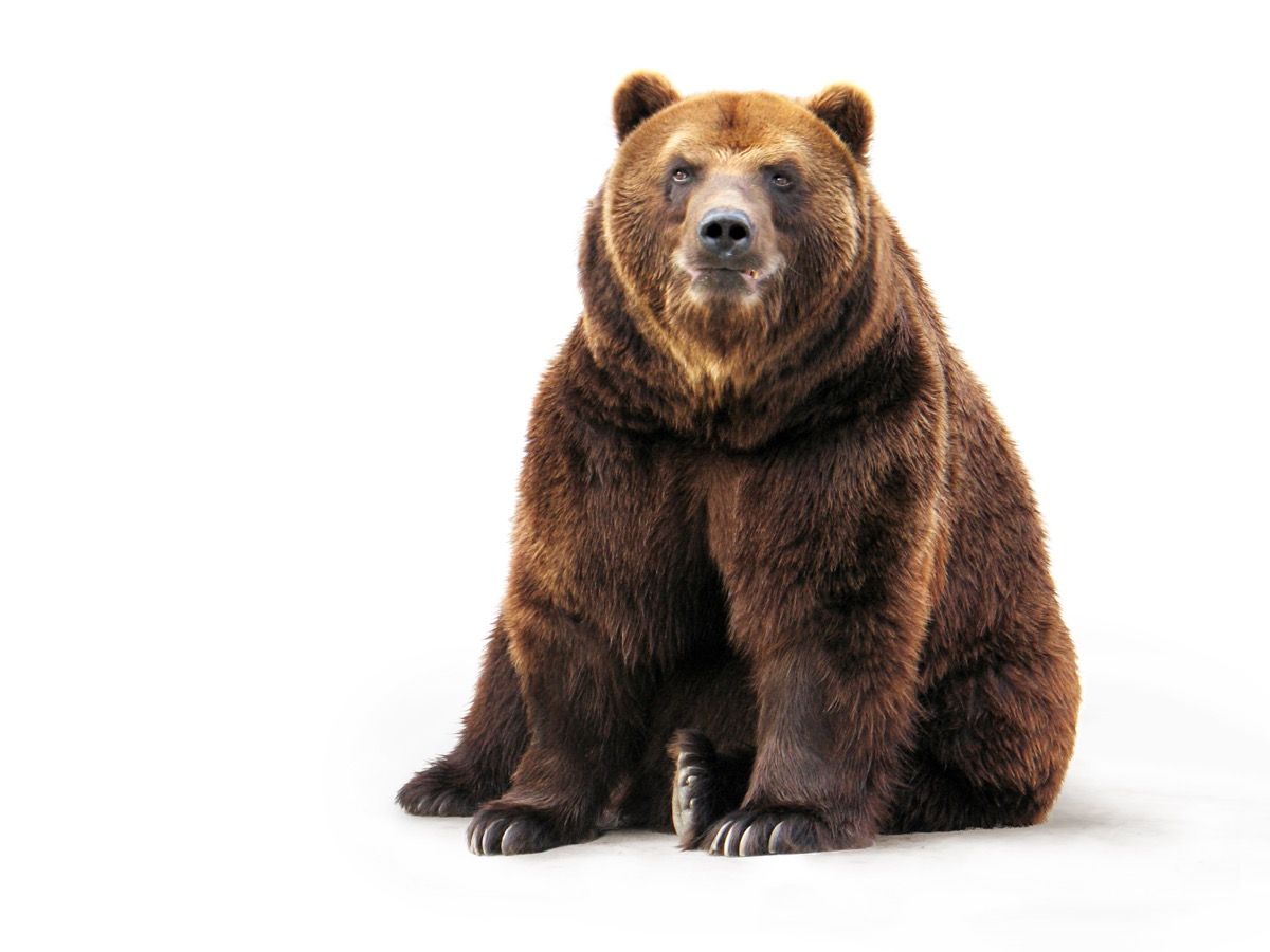 30 весели каламбура на мечки, които са невероятно забавни