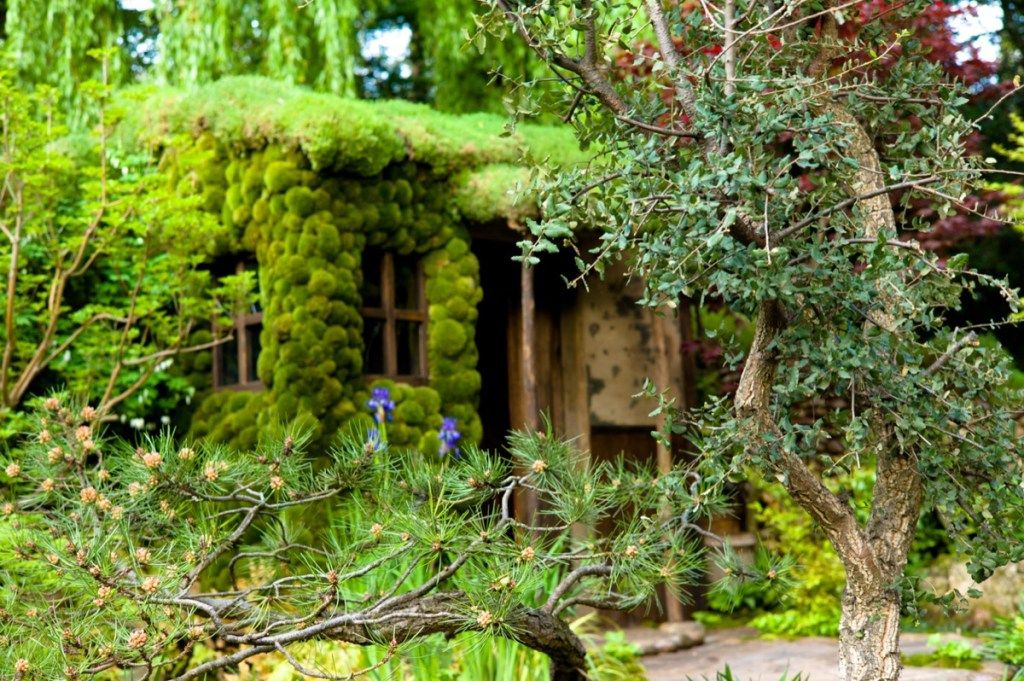 hansel- ja gretel-näköinen kotipuutarhaviljelynäyttö: talo, jossa on sammal ja eksoottiset kasvijärjestelyt
