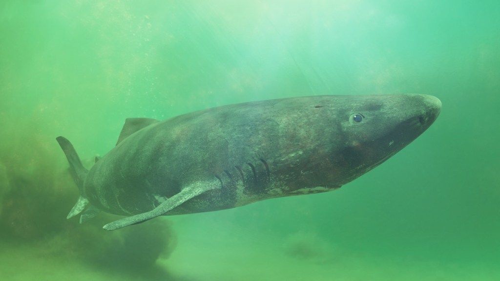 Tiburón gurry de Groenlandia en el agua