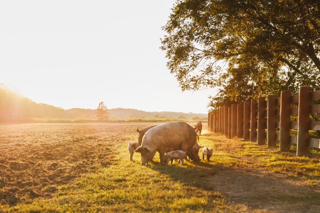 पिगलेट के साथ एक खेत में बड़े खेत सुअर