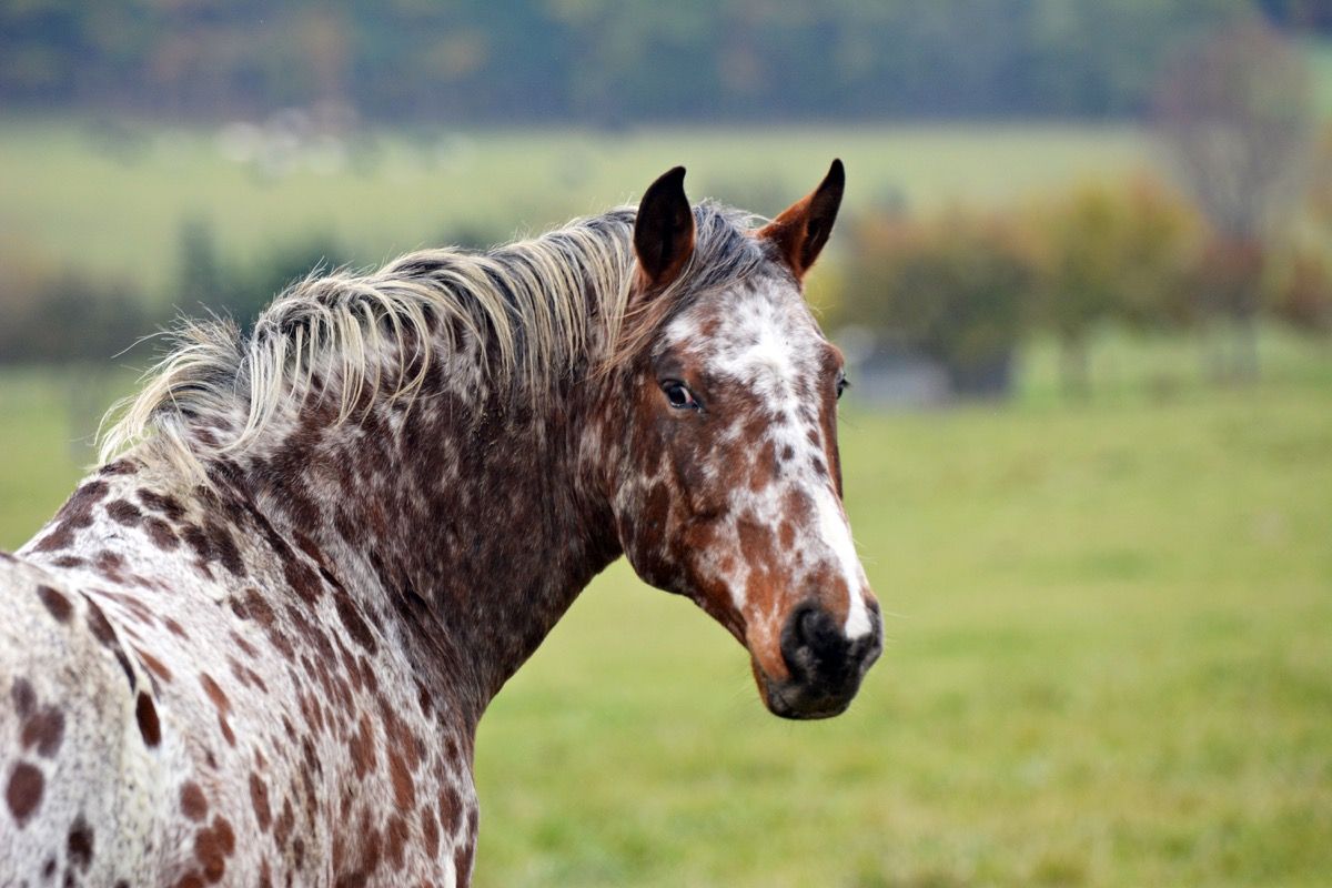Closeup de caballo Appaloosa mirando a la cámara