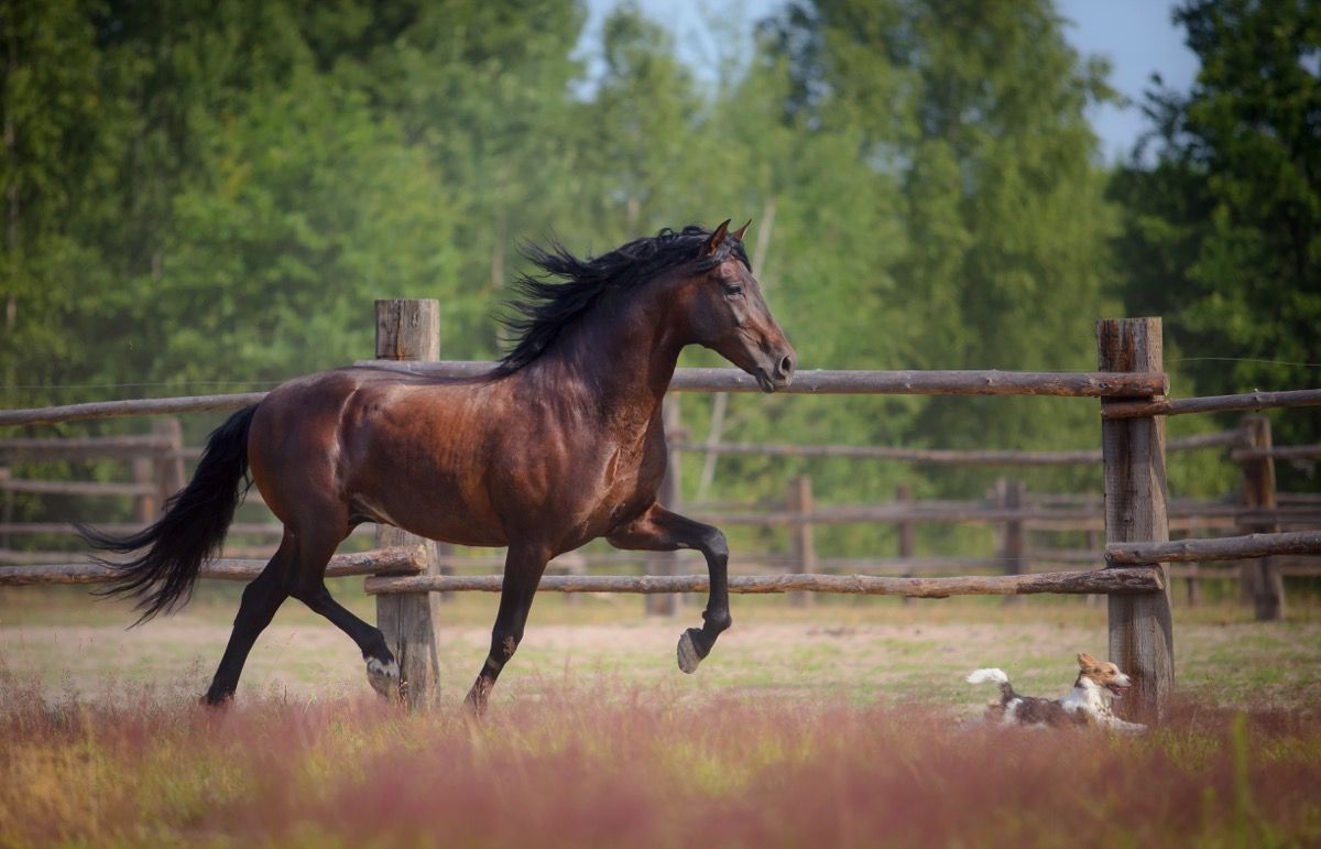perro y caballo corriendo por un campo juntos