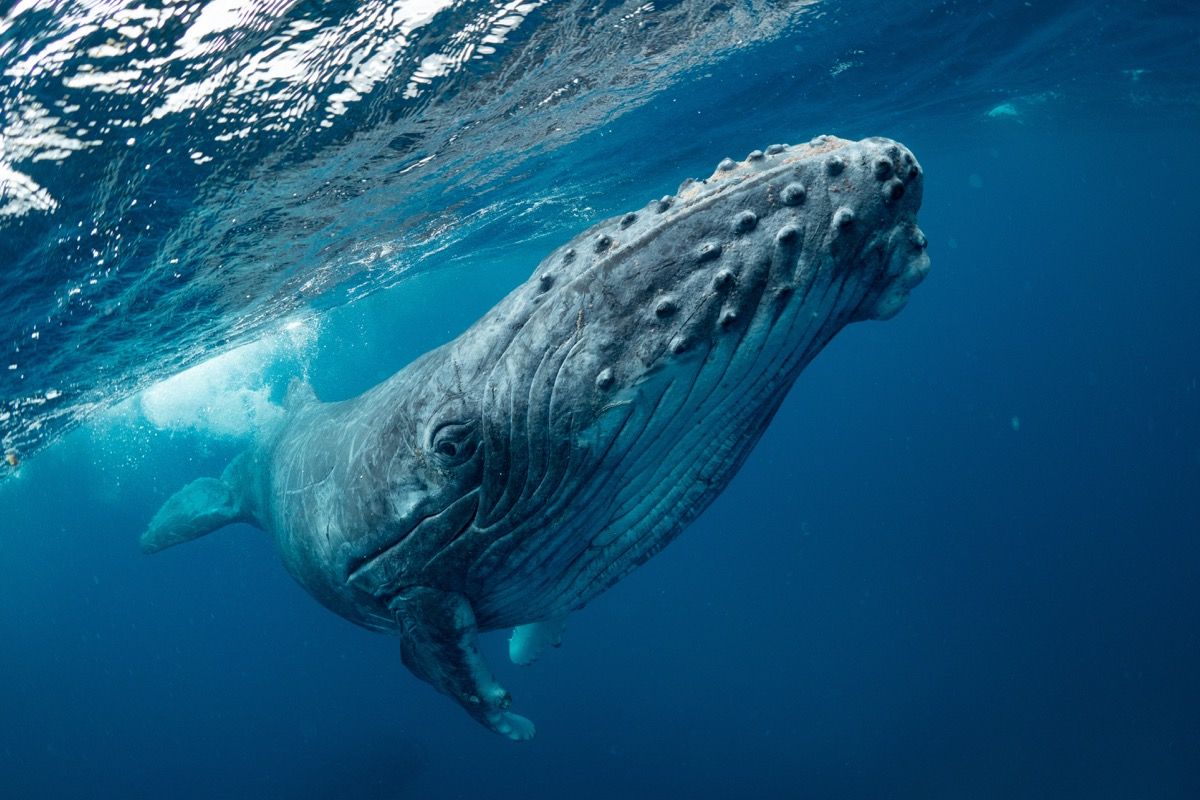 ballena jorobada bajo el agua