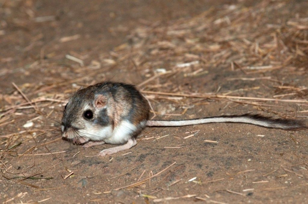 فأر كنغر من نيفادا