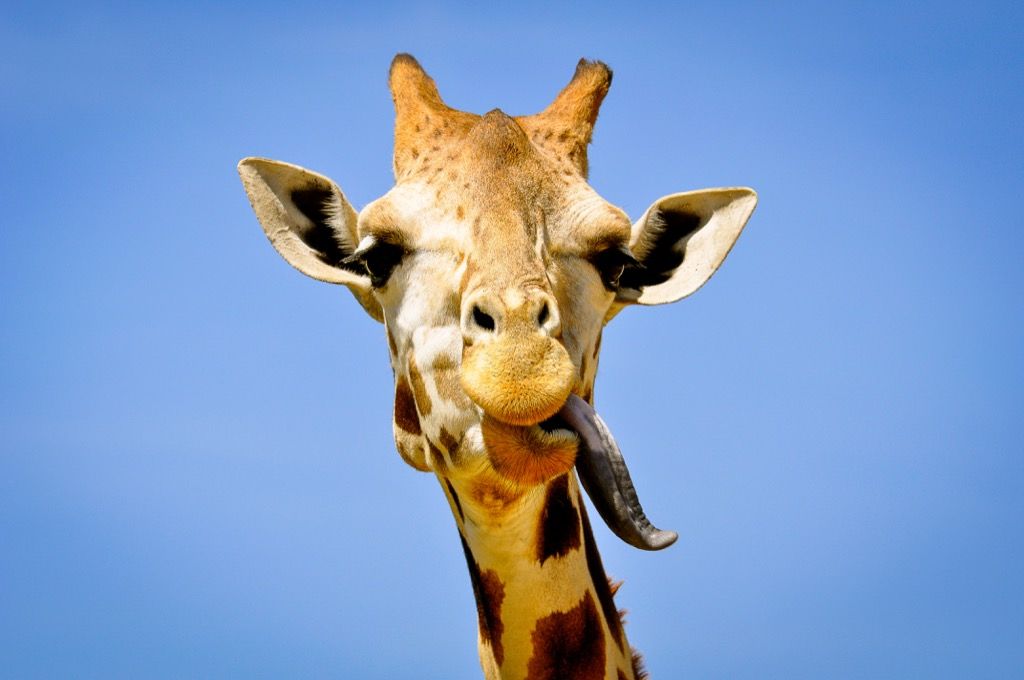 žirafa, ki štrli z jezikom