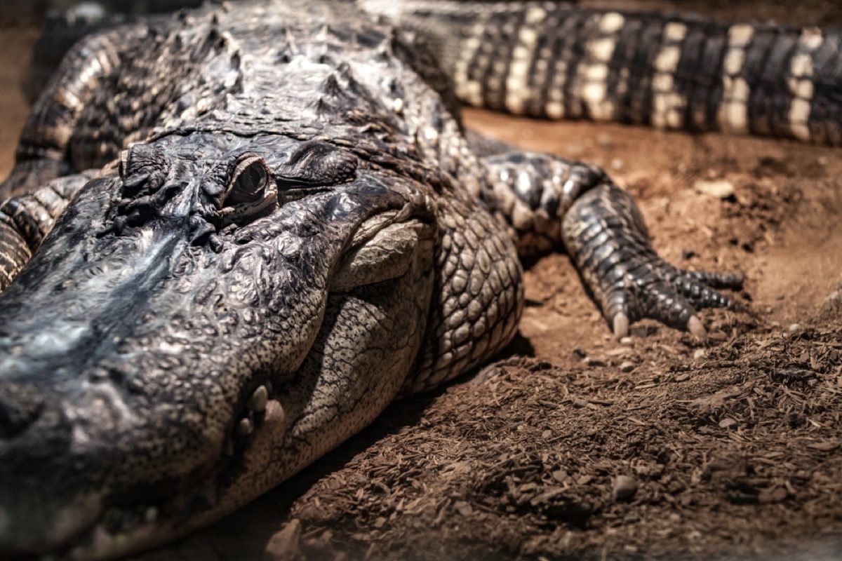 krokodil v močvirju