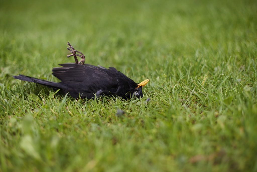 Неразгадани мистерии на Dead Blackbird