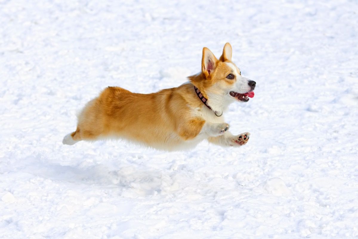 雪の中を走るペンブロークコーギー