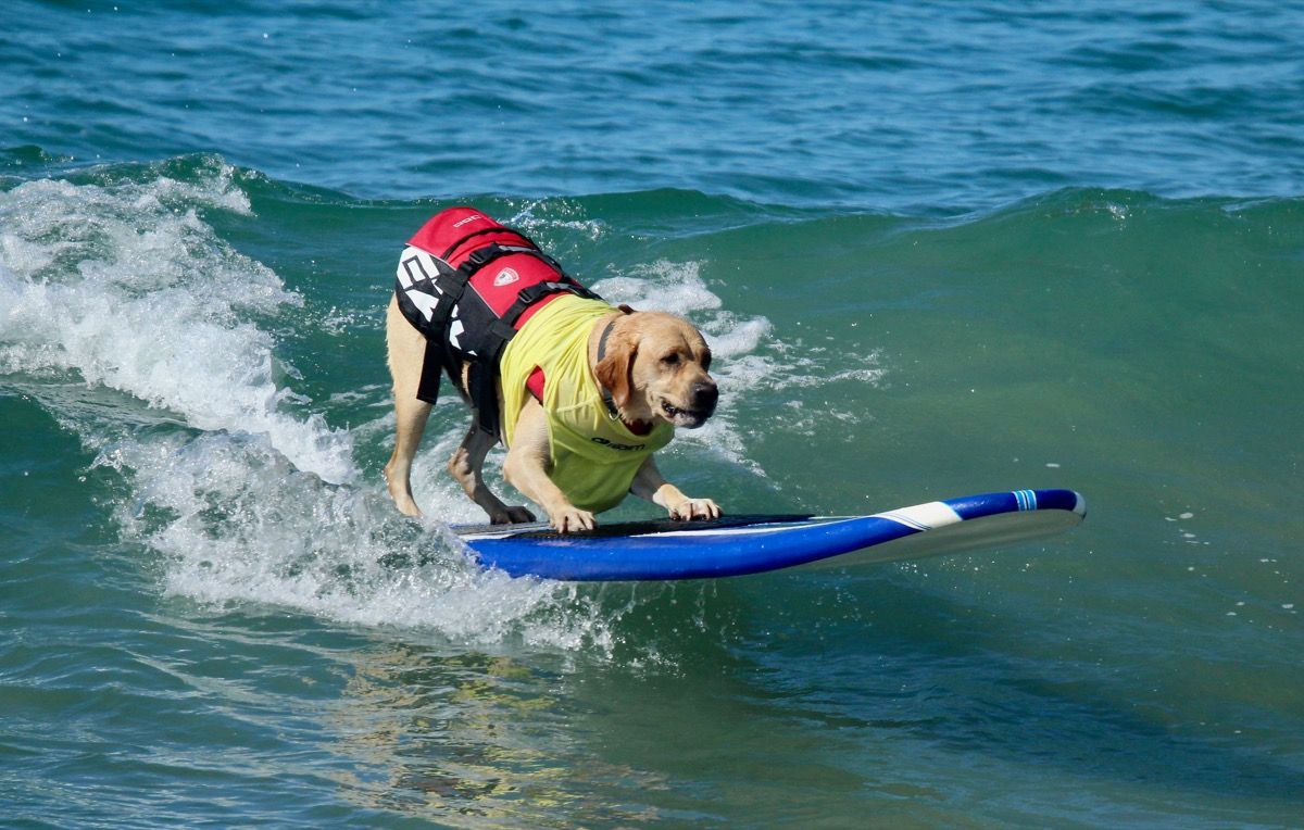 सर्फिंग कुत्ता