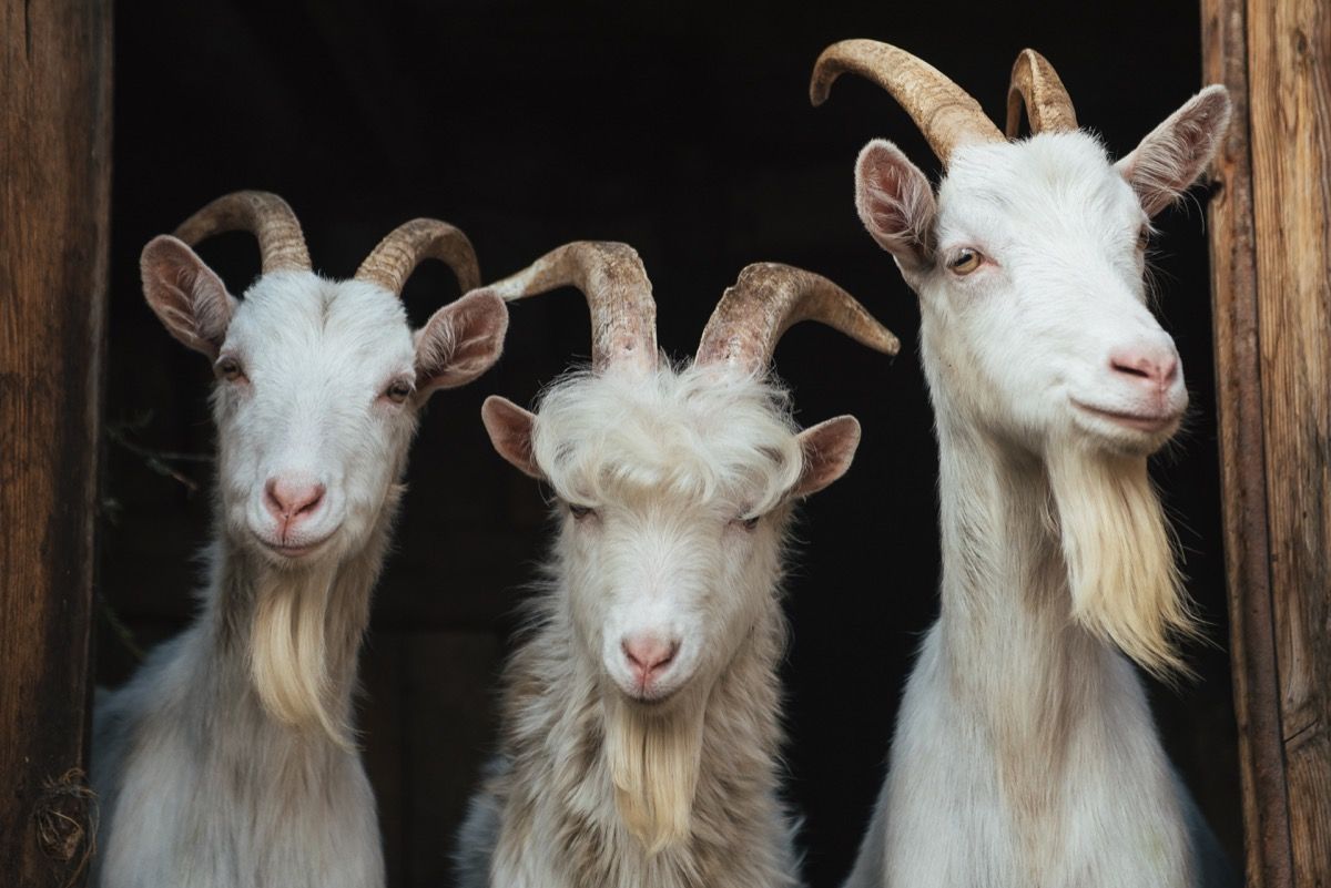 trois chèvres avec barbes et cornes dans une grange