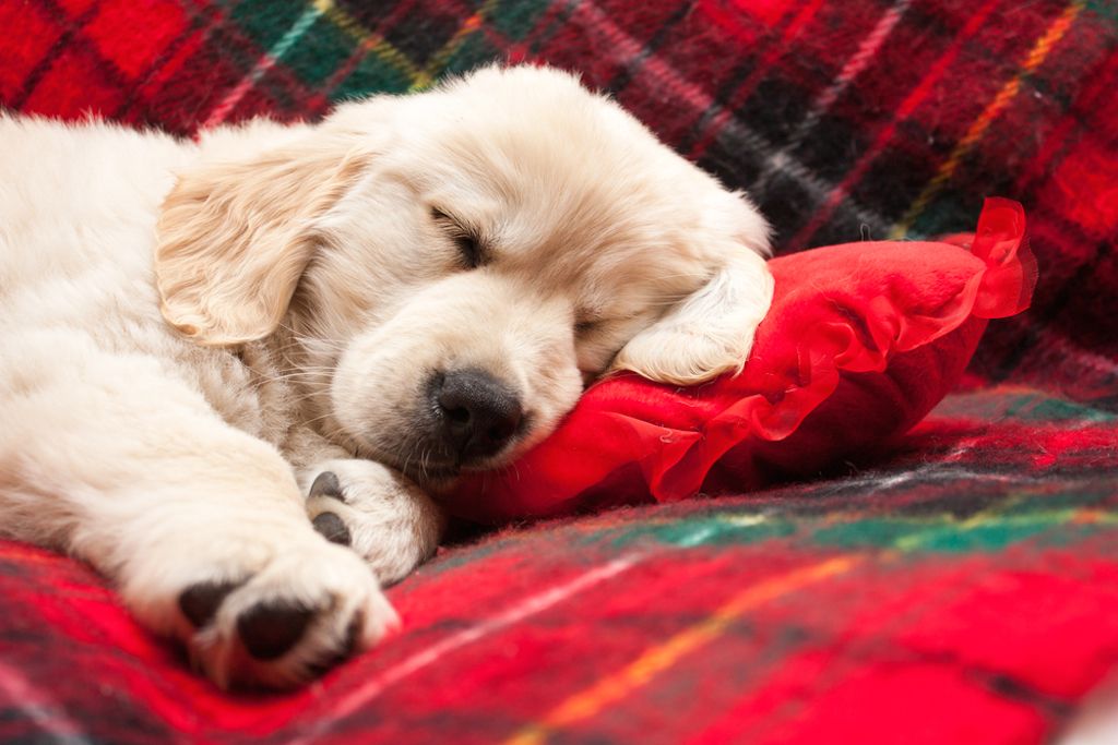 anak anjing tidur di atas bantal merah