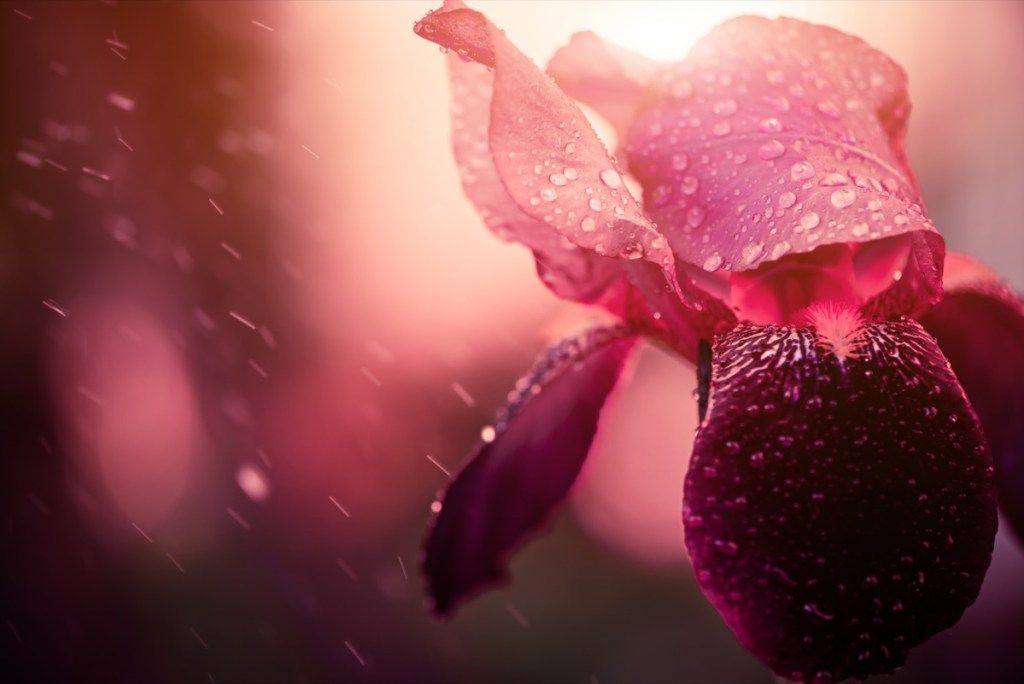 बारिश के तहत आईरिस फूल