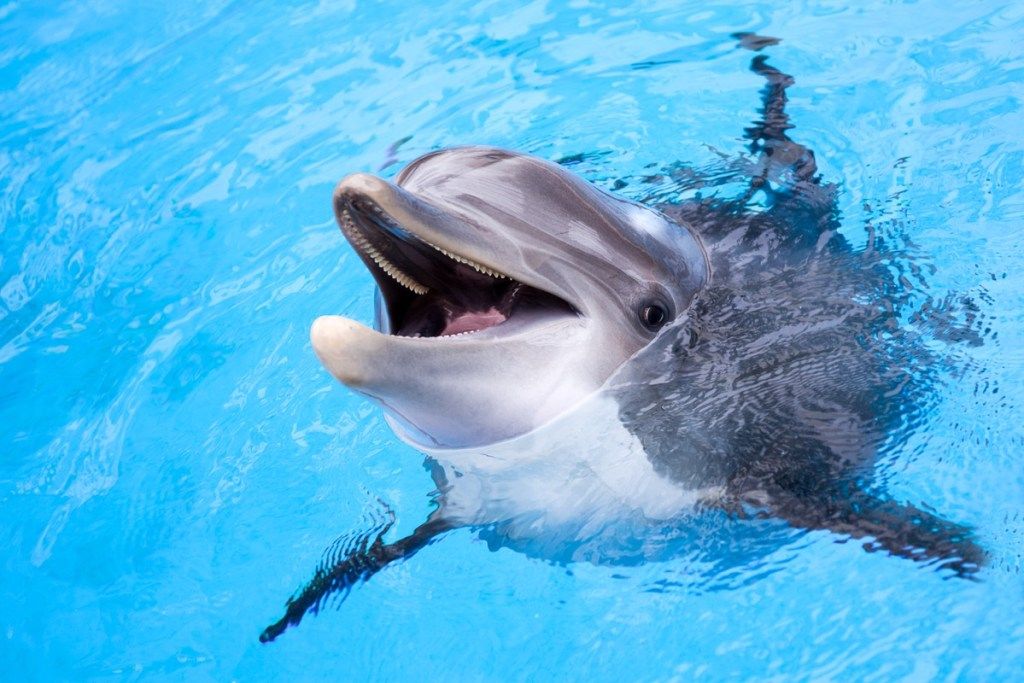 delfinas išeina iš vandens
