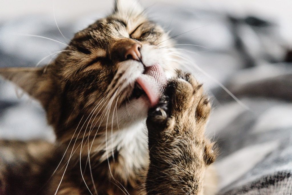Perawatan Kucing Sendiri, Fakta Gila yang Tidak Pernah Anda Ketahui Tentang Ponsel Cerdas Anda