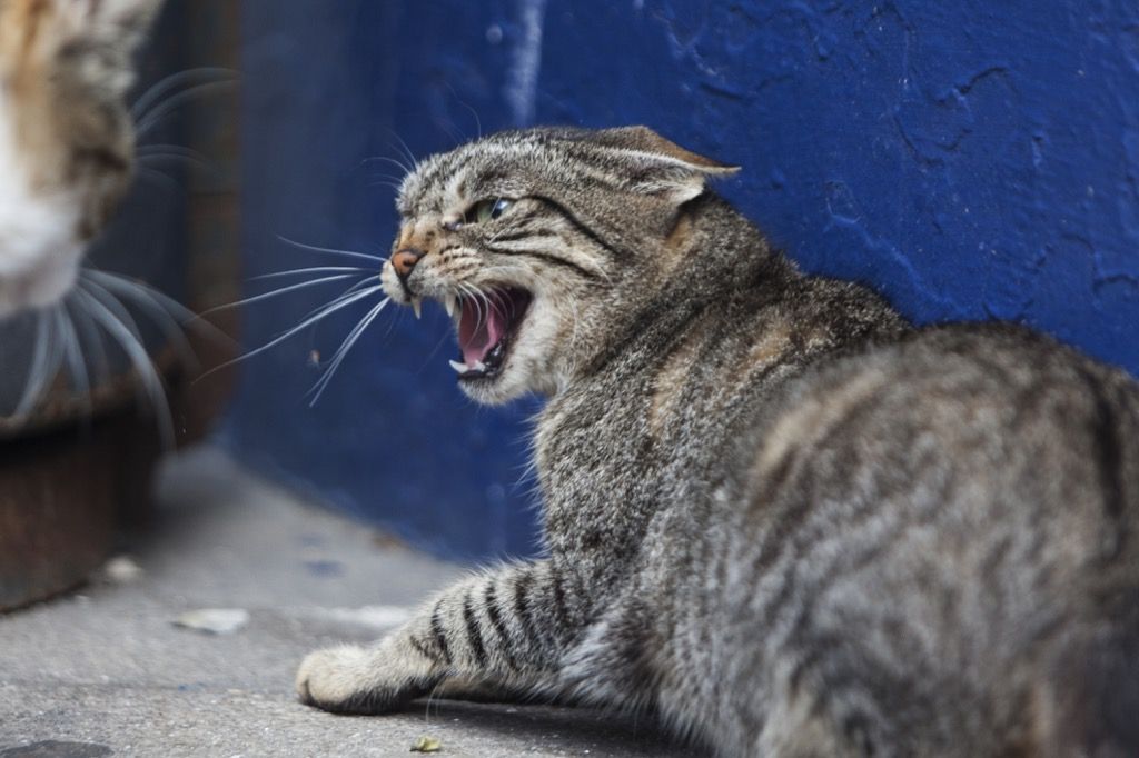 котките, които оставят непокритите си кака е знак за агресия