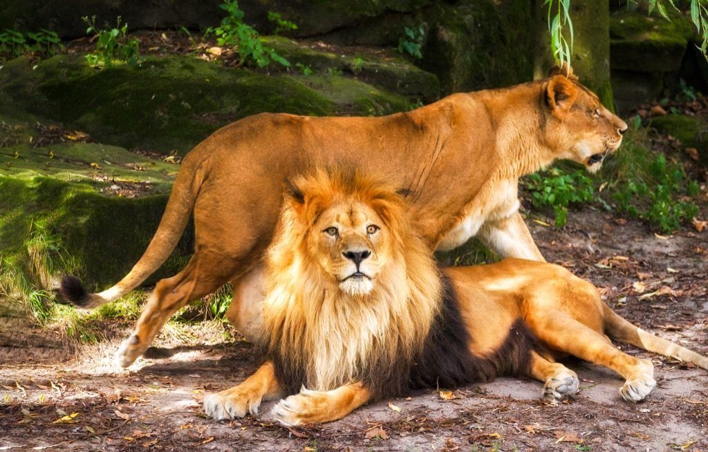Θηλυκό και αρσενικό λιοντάρι
