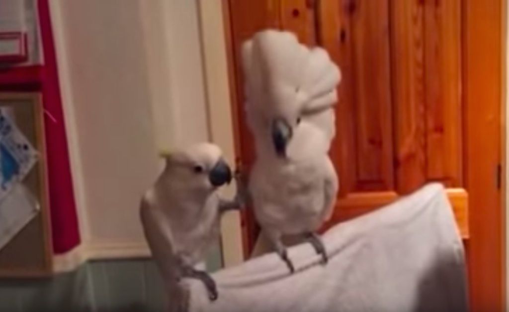 video cockatoo elvis virus