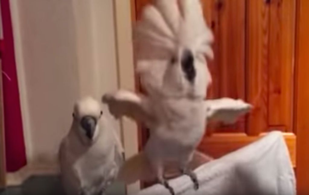 video cockatoo elvis virus