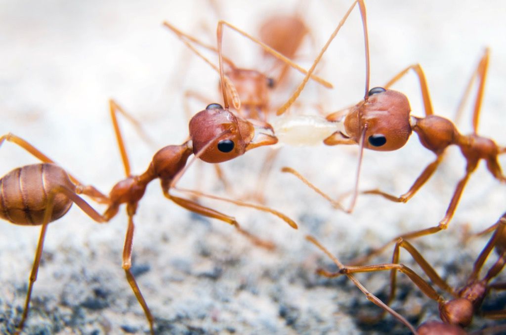 Červené mravce