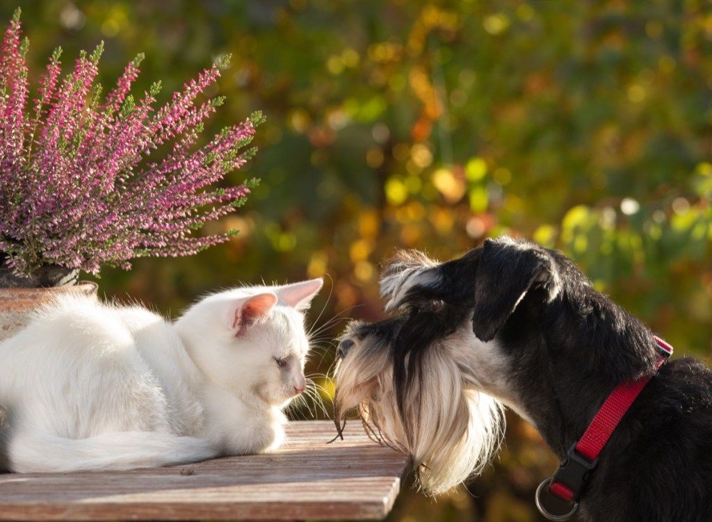 Perro y gato olfateando el uno al otro