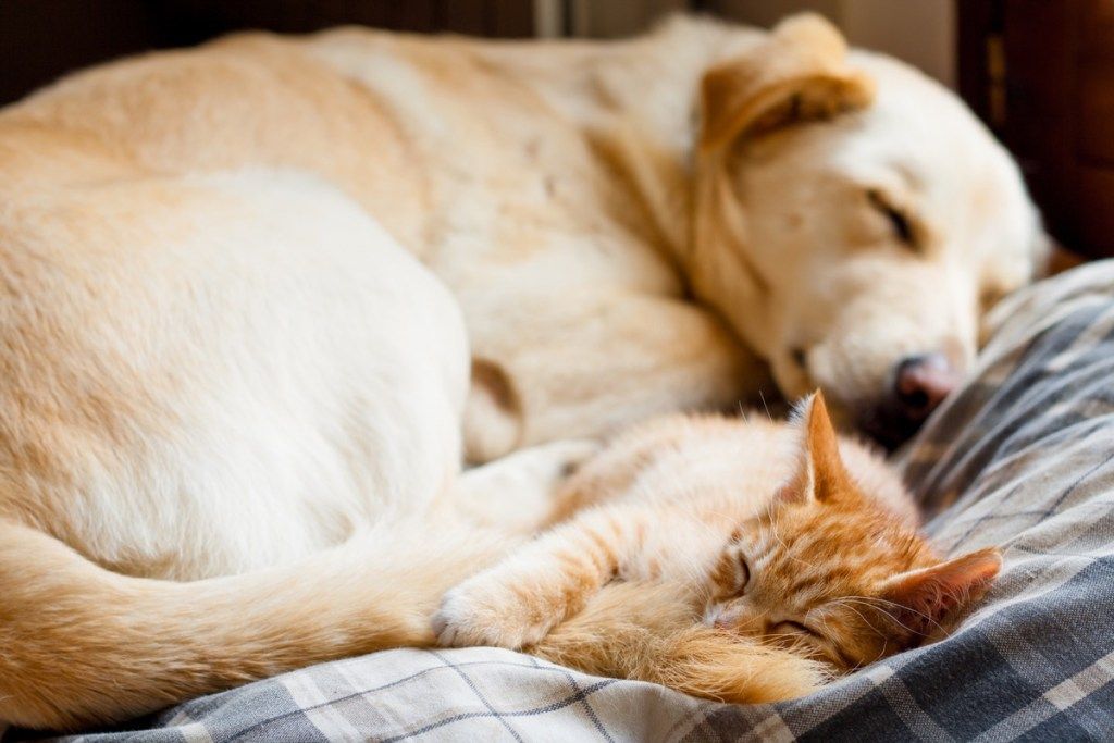 Šuo ir katė glaudžiasi kartu ant lovos