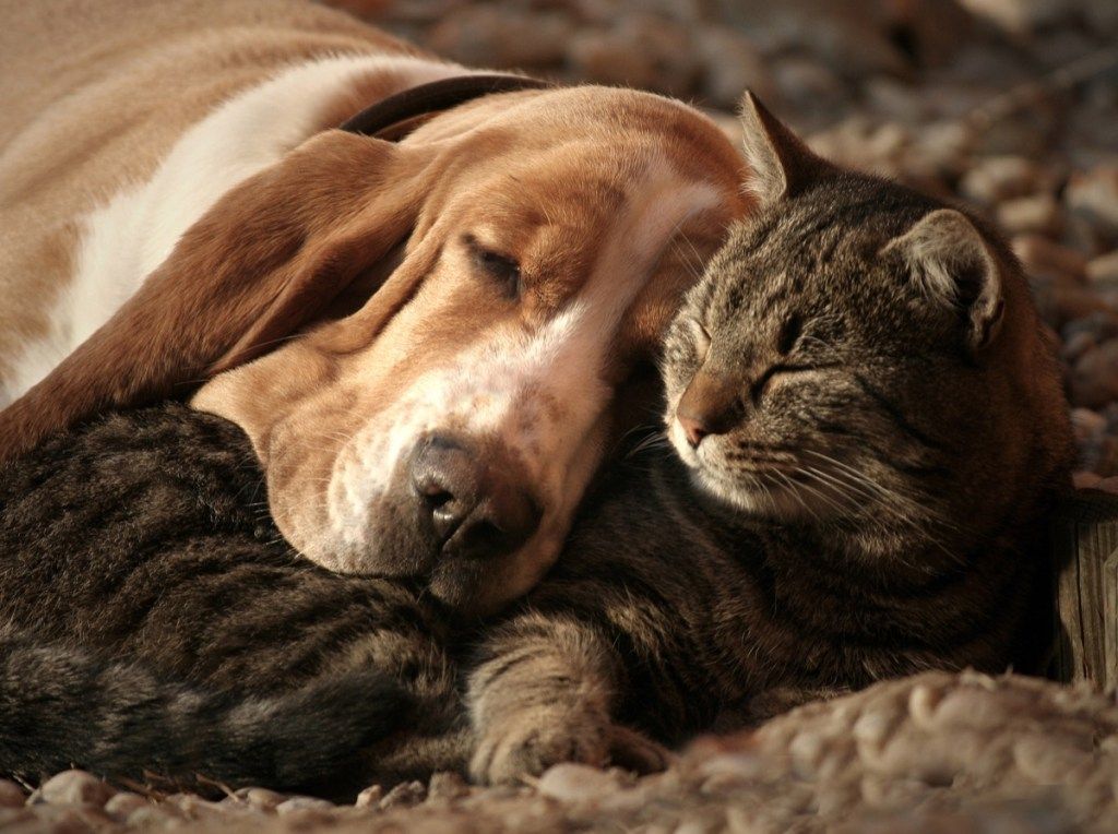 Perro y gato abrazados en la cama