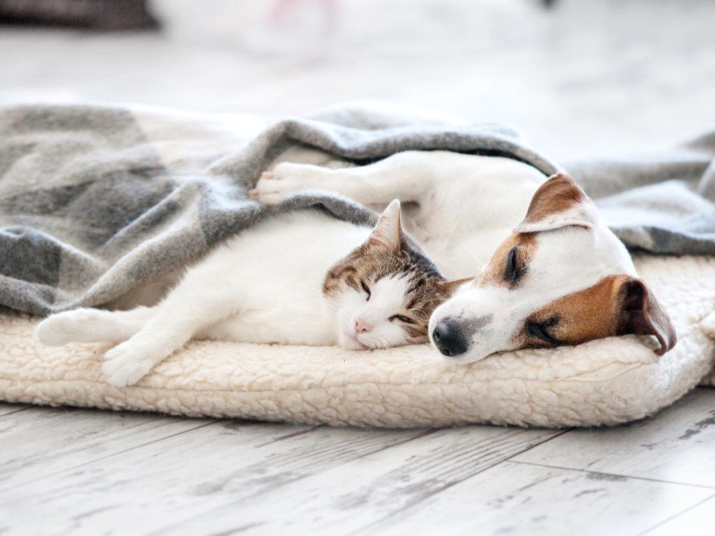 Perro y gato compartiendo una cama y abrazados juntos