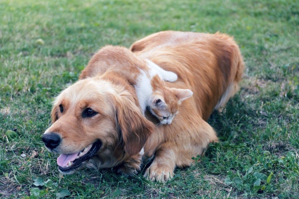 Šuo ir katė kartu ant žolės