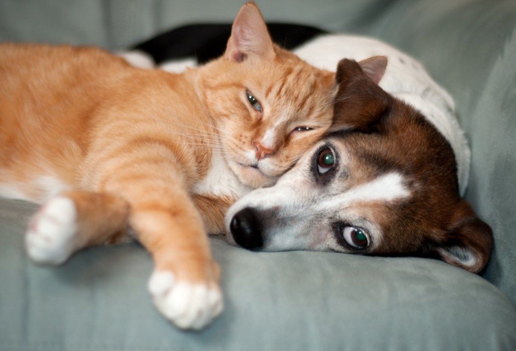 बिल्ली और कुत्ता एक साथ सोफे पर लेटे हुए