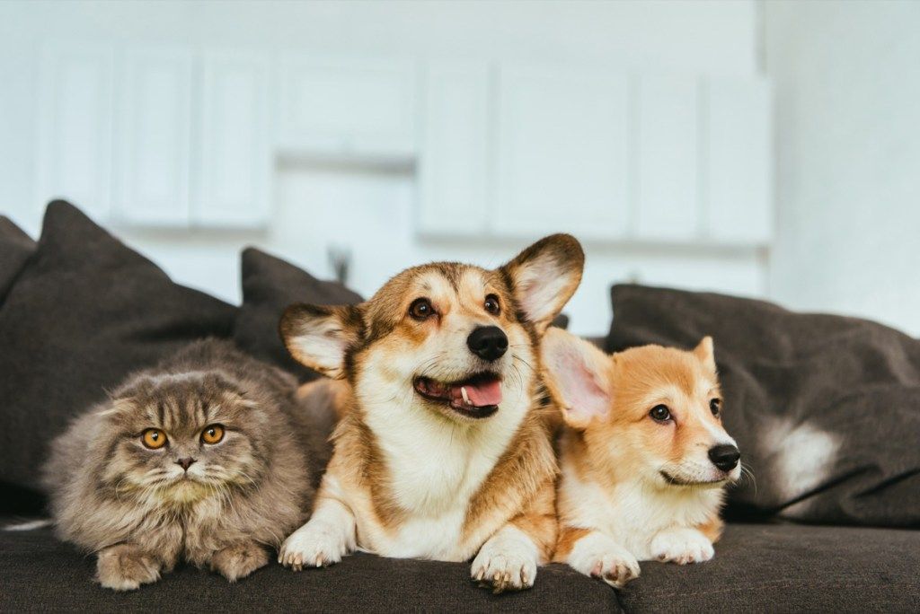घर पर सोफे पर कुत्ते कोरगी कुत्ते और ब्रिटिश लॉन्गहेयर बिल्ली