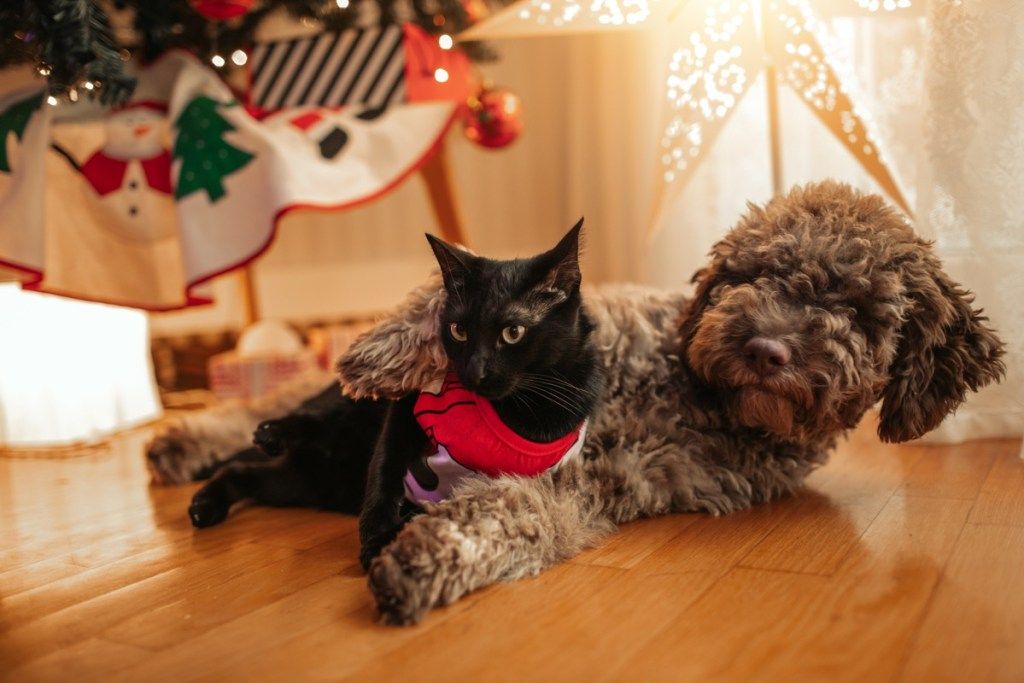 Cachorro Lagotto Romagnolo y gato negro acostado bajo el árbol de Navidad.