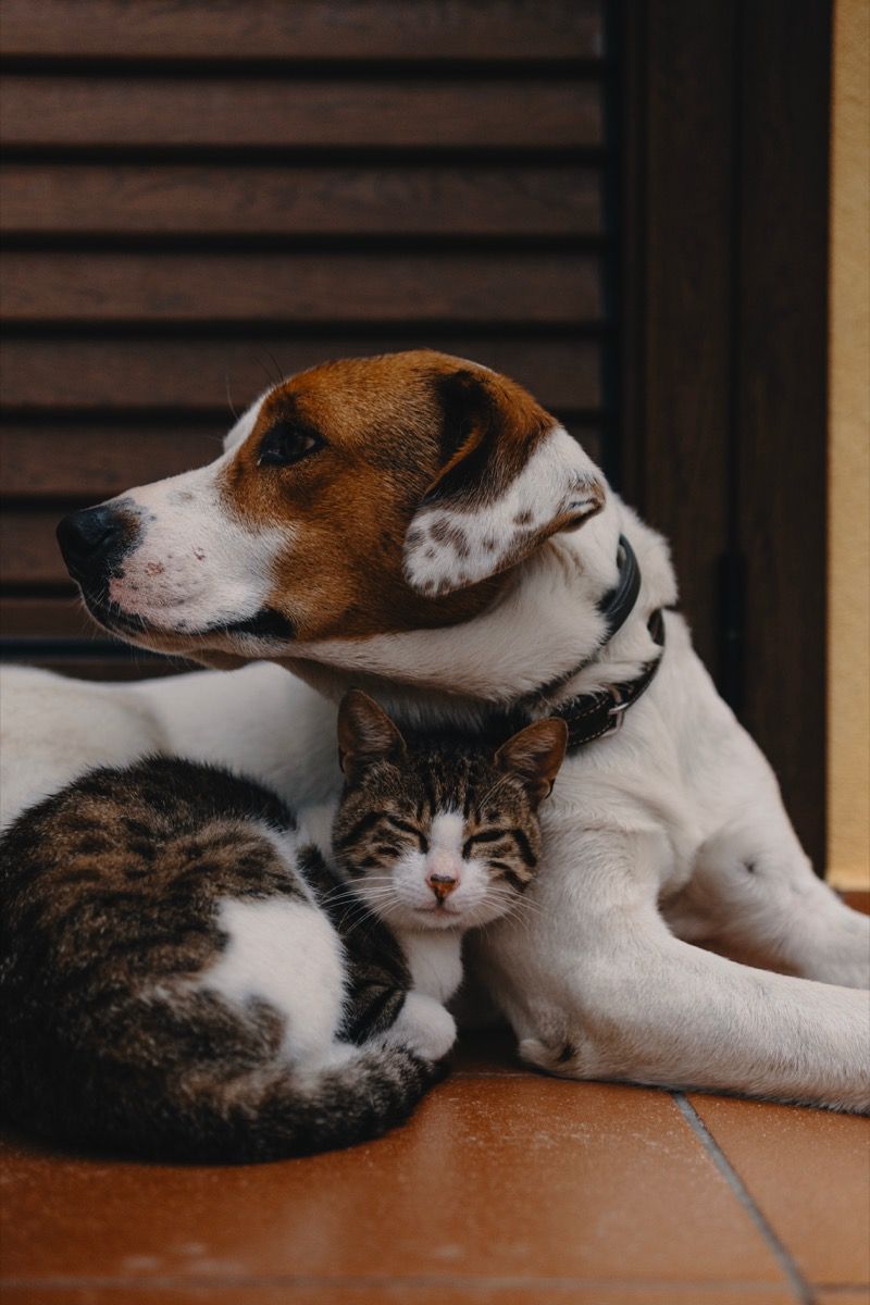 Šuo ir katė yra mieli ir glaustosi kartu
