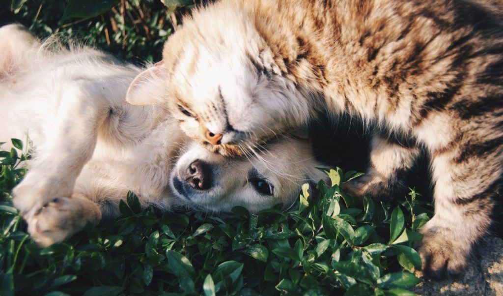 Lindo perro y gato viviendo juntos y abrazados en la hierba