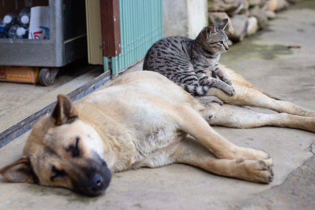 Kissa istuu koiralla, joka hengailee