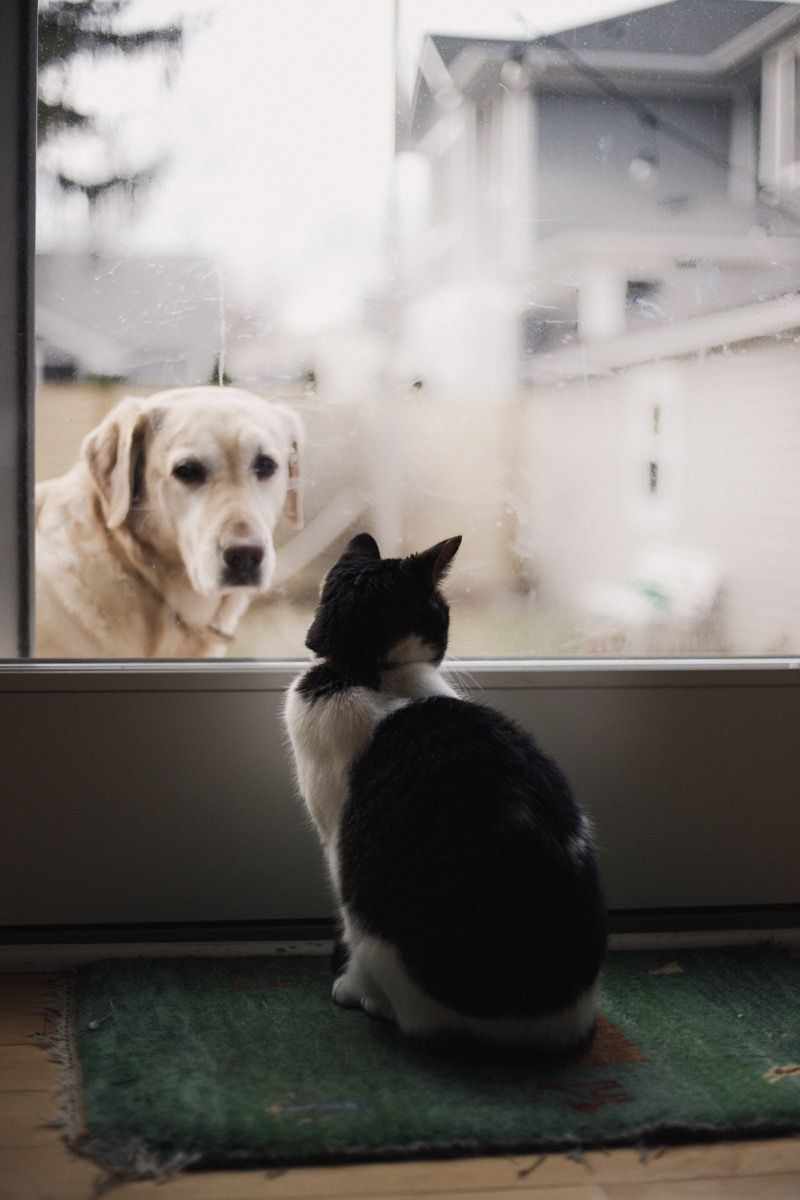Koira ja kissa tuijottavat toisiaan ikkunan läpi