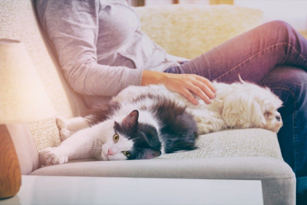 कुत्ते और बिल्ली सोफे पर अपने मानव के साथ cuddling