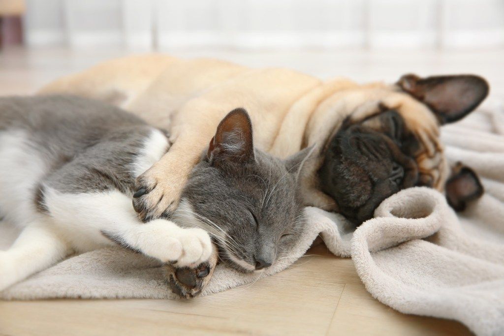 27 slatkih slika mačaka i pasa koji zajedno žive u savršenom skladu