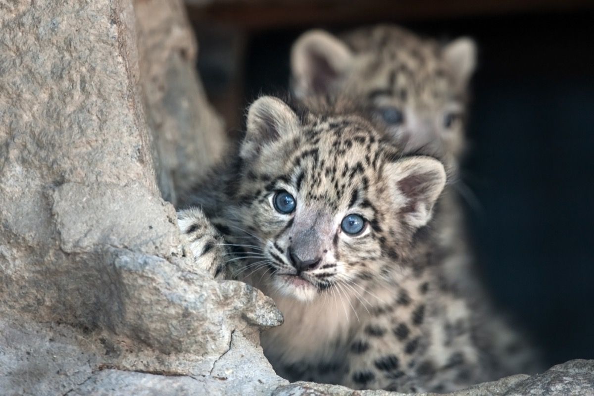 Baby-Leopard, der um Baum späht, lustige Tierwortspiele