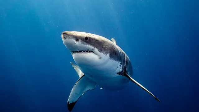 Den verkliga anledningen till att hajar står inför utrotning