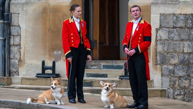   রাজকীয় পরিবারের সদস্যরা রানীর পাশে দাঁড়িয়েছেন's royal Corgis, Muick and Sandy as they await the wait for the funeral