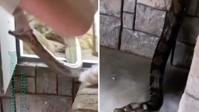 Zastrašujoč video prikazuje Pythona, kako poskuša agresivno ugrizniti človeka, ki ga je poskušal nahraniti
