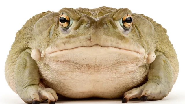 Služba Nacionalnog parka traži od ljudi da prestanu lizati psihodelične žabe
