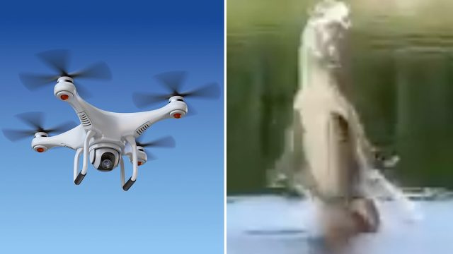 ویڈیو میں دکھایا گیا ہے کہ ایلیگیٹر غیر معمولی شکار کو پکڑنے کے لیے ہوا میں اونچی پرواز کرتا ہے۔