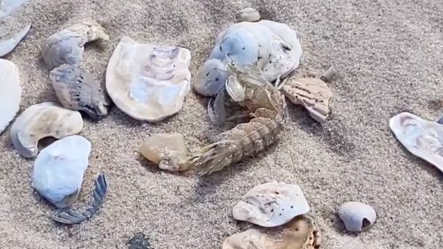 Film pokazuje agresywne „rozłupywacze kciuków” Mantis Shrimp myje się na lądzie na amerykańskich plażach po burzy