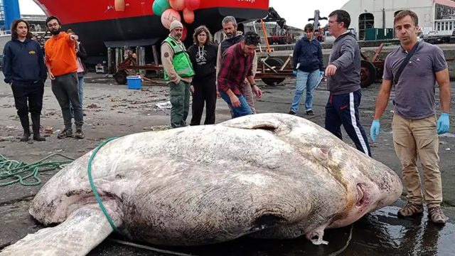 Video viser den tyngste beinfisken som noen gang er oppdaget.'Størrelsen på en flodhest.'