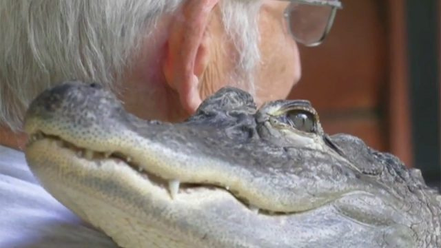 Pensilvanijos žmogaus aligatorius tampa emociniu pagalbiniu gyvūnu. „Aš pabusčiau ir jis gulėtų man ant galvos“.