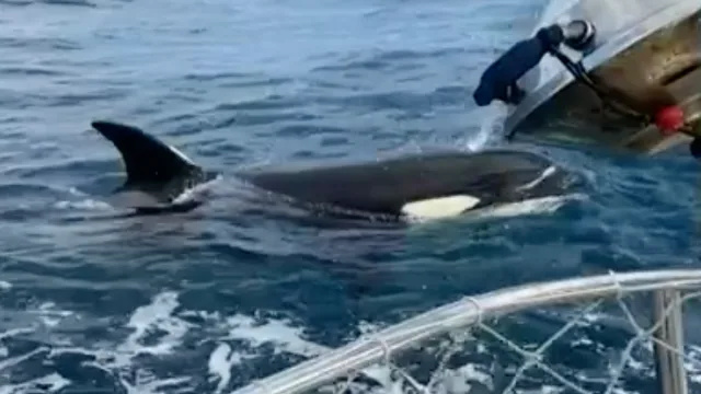 Violentas orcas atacan y hunden un barco en el Atlántico, rodeando a la tripulación superviviente